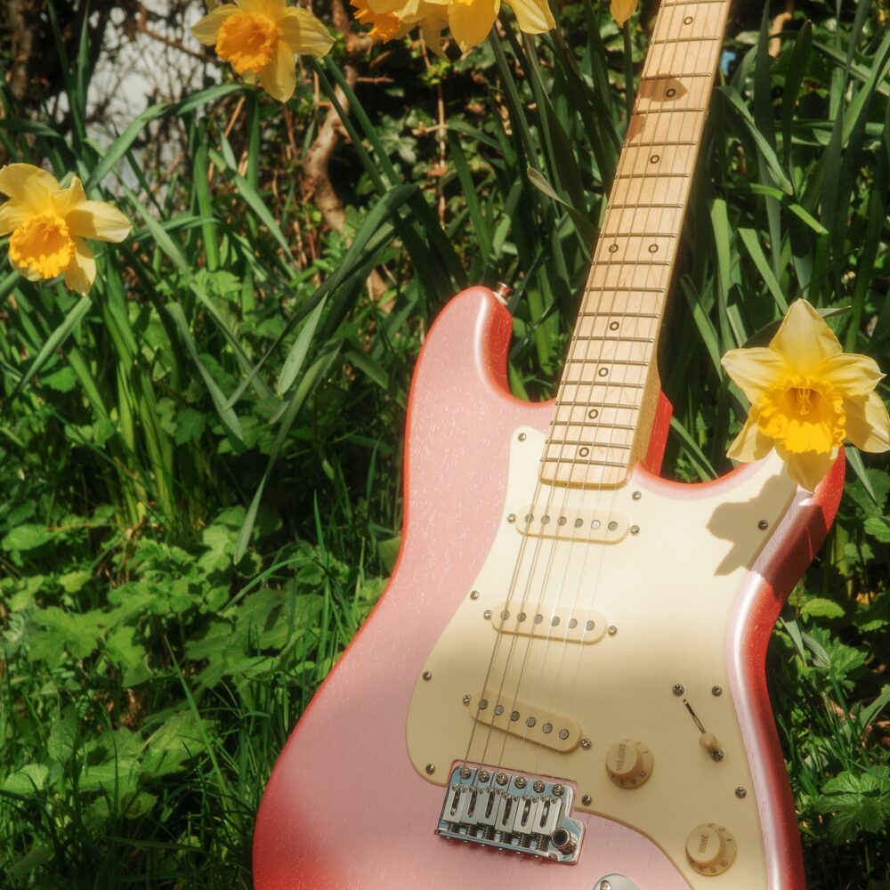 Frenchie Pink Caydence Scorpio in front of daffodils